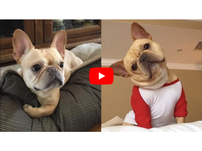 Cute and Adorable Frenchie Puppies - Video Compilation 